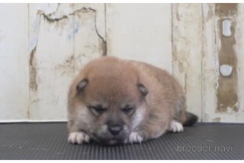成約済の埼玉県の柴犬-204511の2枚目